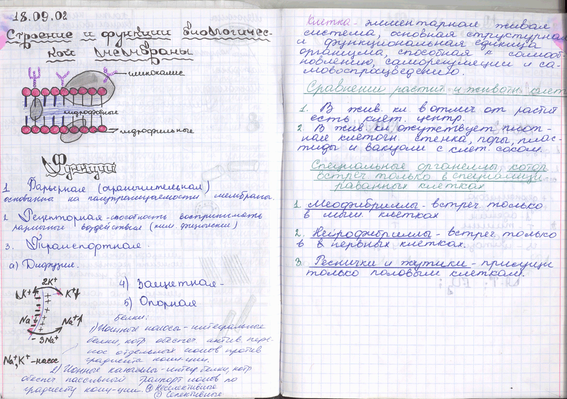 Как пишется конспект